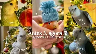 Nossos pets! ♥️🫶🏻#calopsitasmansa #cutebirds #calopsita #lovebirds #agapornis #parrot #inseparables 