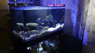 Daily fish life in this viedo powder blue tang😍