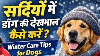 Sardiyon Mein Dog Care Kaise Kare? | Winter Care Tips for Dogs 🐶❄️