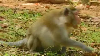 Monkey Jane run so fast when she hear Janet crying need help | Monkey Janet crying need Jane help