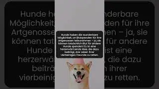 Wusstest du, dass Hunde Leben retten k&ouml;nnen indem sie Blut spenden?