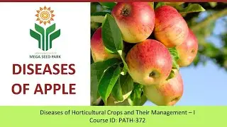 Diseases of Apple - Apple Scab | By AP MEGA SEED PARK