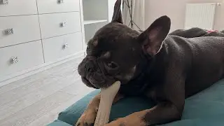 French bulldog barks | Deer antler bone for the dog