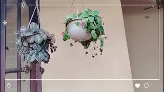 Beautiful Indoor & Outdoor Garden Plants for Sale 🌿 | Affordable Rates ..