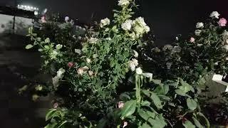 New Tips For Rose Plant. How To Maintain Your. Watering.