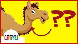 CAMEL - parts of the body - English educational video | Marvelous KIDS