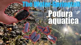 Water-Springtails in the wild (Podura aquatica)