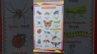 insect name Hindi and English