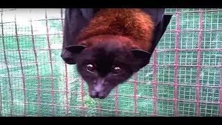 Are Bats Smart ? Asking For A Friend.