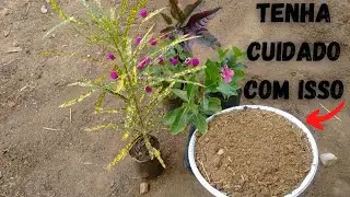 POR QUE O ESTERCO DEVE SER CURTIDO? Veja 3 motivos para voc&ecirc; s&oacute; usar esterco curtido nas plantas