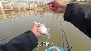 江泗口泵站，野钓记！ #钓鱼 #地狱猫打窝颗粒 #汉鼎卓越
