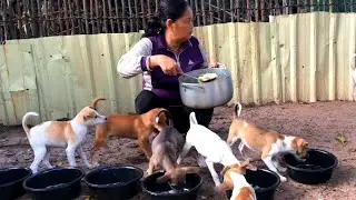 Chicken soup to feed puppies - homemade dog food #feedingpuppy