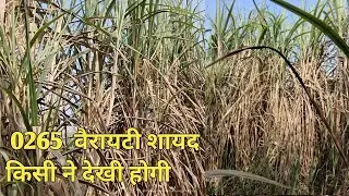 सबसे अधिक उपज देने वाली गन्ना वैरायटी 0265#gannakisan