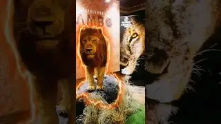 Dance with the lion #mambo #lionking #simba #music