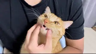 Hamham is such a cute cat
