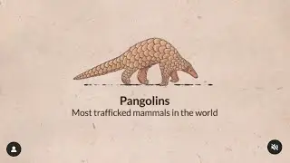 Pangolins: Most trafficked mammals in the world