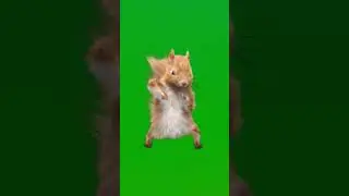 #dancing squirrel #flyxo