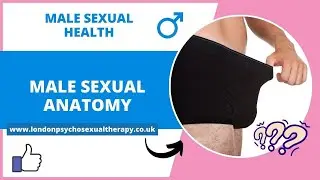 Male Reproductive Anatomy- Penis As An Extension Of Ego