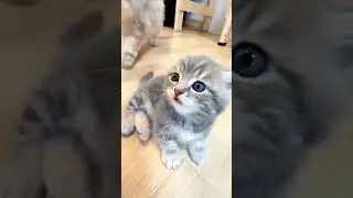 Kucing lucu meang - meong || funny cat complications #shorts #kucingpalinglucu #funnycats #kucing