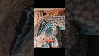 Ackie monitor lizard vs bearded dragon