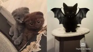 Super Cute little Kittens and Cats!! [Part7][S2][2020compilation]