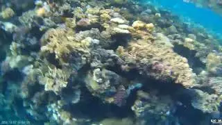 Snorkeling in the Red Sea. Снорклинг в Красном море.