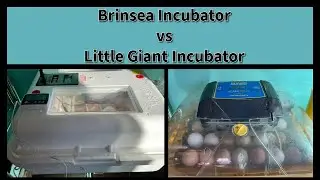 Hatching Eggs/BRINSEA vs LITTLE GIANT Incubator/DAY 14