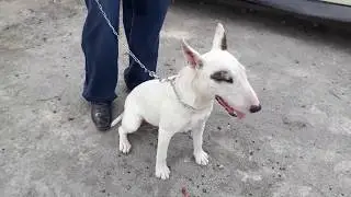 COMO DESINFECTAR MI CASA MURIO MI PERRO DE MOQUILLO PARVOVIRUS