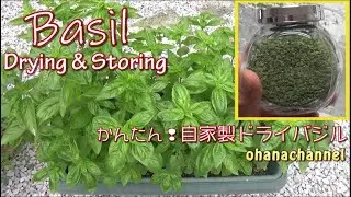簡単‼自家製ドライバジルの作り方♪Basil from Seeds 【Drying & Storing】