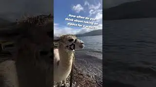 Alpaca Walking In The Lake District 🦙⛰️ #alpaca #alpacalovers #alpacalyeverafter
