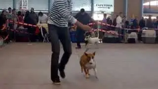 EXPOSICION ALICANTE 2010 - BULL TERRIER