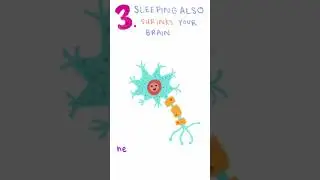 4 quick brain facts in 1 minute! #science #neuronerd #shorts #viral