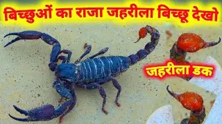 बिच्छू का राजा जहरीला बिच्छू 🦞 King Scorpion , Emperor  Scorpion  Life,  Pandinus Imperator  ,