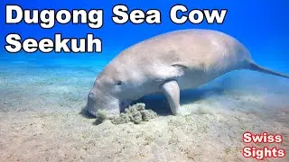 Dugong Sea Cow Marsa Alam Red Sea 4K