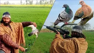 pigeon hunting air gun | dove hunting | bird hunting air rifle | gamo shadow 1000 hunting 2025