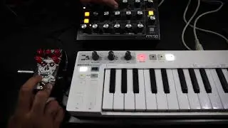 Moog Minitaur vs Animal Factory Amplification Baron Samedi Fuzz Pedal