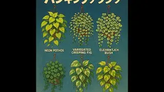 6 Best Hanging Plants for Your Home | Easy Care Money Plant, Jade & More!