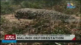 Weak laws, corruption blamed for shrinking forest cover