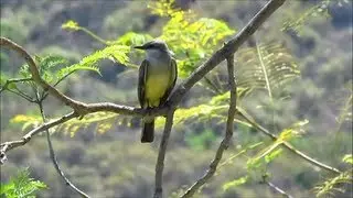 Western Kingbird