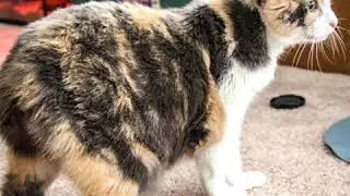 Manx - Cat Breed - Pet Friend