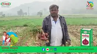 Ellora Seeds | Ellora Nandi #elloraseeds #agriculture #farming #onion #farmer #agri #review #reels