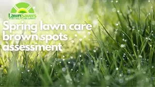 Spring lawn care brown spots assessment with LawnSavers
