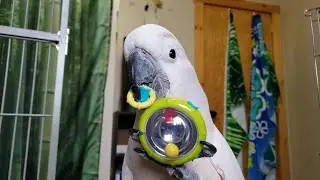 Another New Toy, Lippy Bird & Craziness