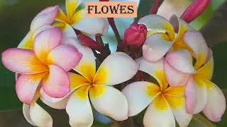 Beauty of Nature 🌲 🌒| Presentation | PowerPoint | Nature lovers...  🙋