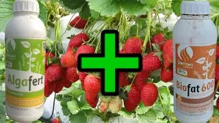 STRAWBERRY 🍓🍓 CALSIYAM ANI GROWTH SATHI EKACH PRAYAY