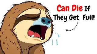 What It&rsquo;s Like to Be a Sloth Living Life in the Slow Lane