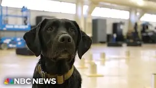 Meet the dogs training to work for the ATF