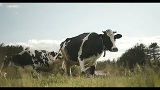Cow Gazing/Cadlma #cow #cowvideos #relaxingscenery #relax #animals #cowfarm #nature #relaxing