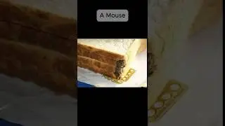 Strange things found in food #unique #real #strange #food #viral #shorts #foryou