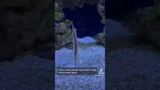 Razorfish at the Dallas World Aquarium